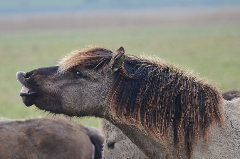Opkomen voor jezelf by Hannie de Graaff