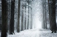 Schneesturm im Wald von Fabrizio Micciche Miniaturansicht