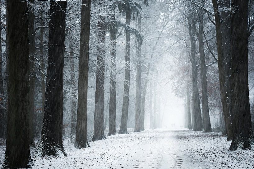 Sneeuwstorm in het bos van Fabrizio Micciche