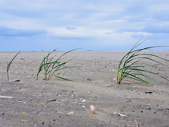 Tufts of Marram grass on the beach trying to hold its own