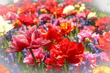 Kleurrijke Bloemen in Noord-Holland van Mfixfotografie