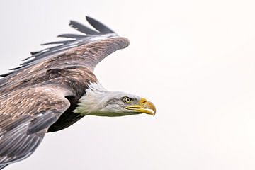 Amerikanischer Weißkopfseeadler im Flug von Jack Soffers