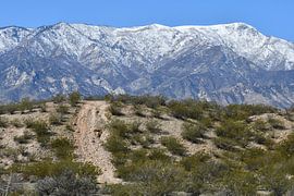 Snow-capped peaks of the Pinaleno Mountains by Bernard van Zwol