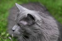 Head of a dark grey longhaired cat in the grass