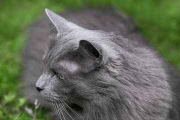 Tête d'un chat gris foncé à poils longs dans l'herbe