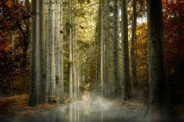 La lumière dans la forêt