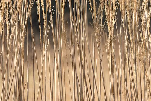 Goldenes Gras Abstrakt