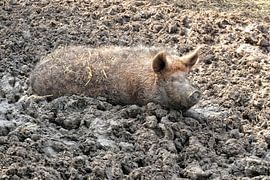 Schwein von richard admiraal