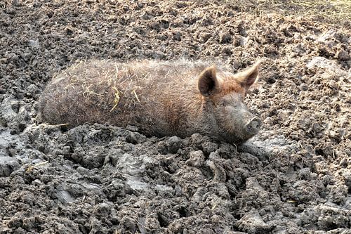 pig
