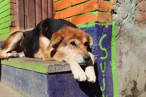 hond in Panauti Nepal