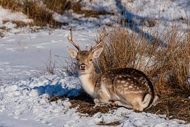 Damhirsch im Schnee Amsterdam Wasserversorgung Dünen von Merijn Loch