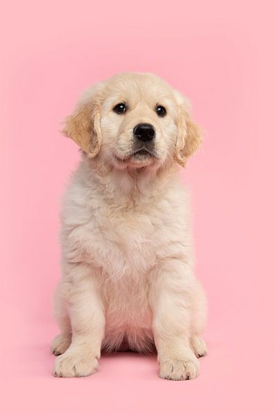 Un adorable chiot golden retriever assis sur un fond rose par Elles Rijsdijk