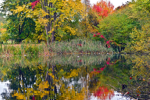 De glinsterende weerspiegeling van het herfstblad in de bosvijver 