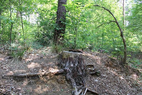 Wurzeln im Wald