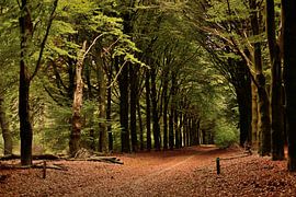 herfst in het bos