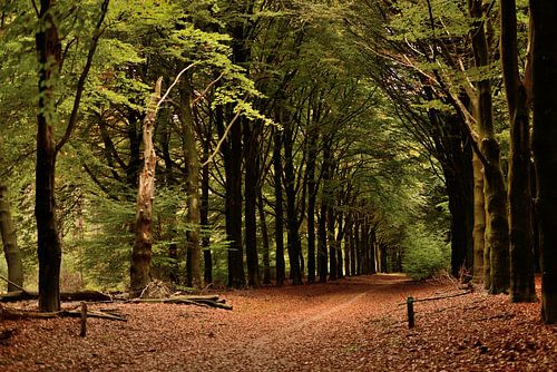 herfst in het bos