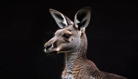 Kangoeroe portret panorama