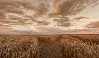 Zomeravond boven een korenveld in de buurt van Eys van John Kreukniet thumbnail