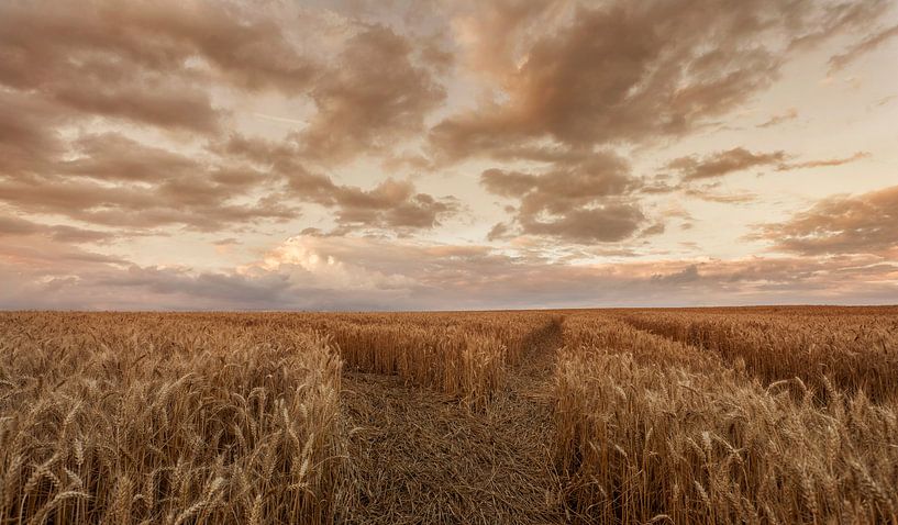 Zomeravond boven een korenveld in de buurt van Eys van John Kreukniet