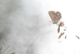 Stormfly sur Pauline Rote