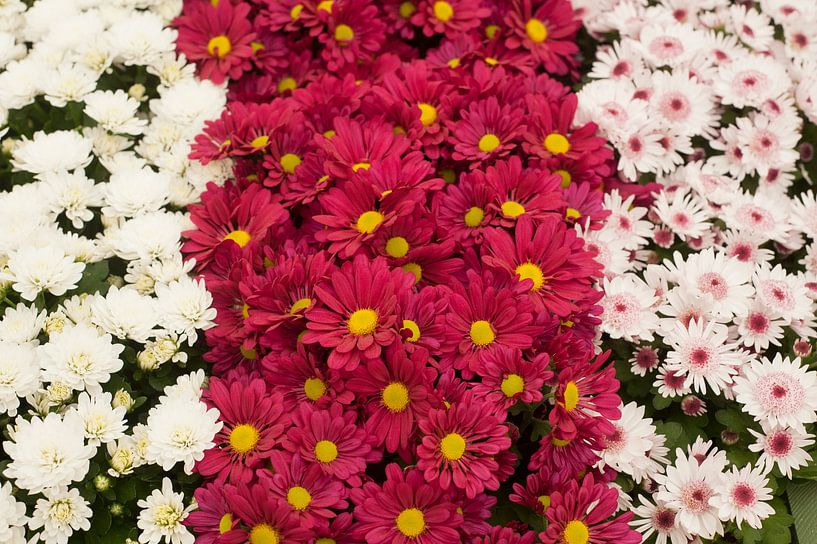 Chrysanthemum 'Blizzard Time' 'Deejay Time' 'Splash Sweet' van Richard Wareham