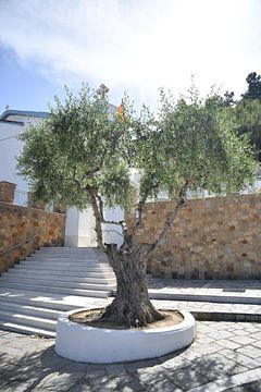 Old olive tree by Matthias Spartz