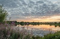 Rietplas