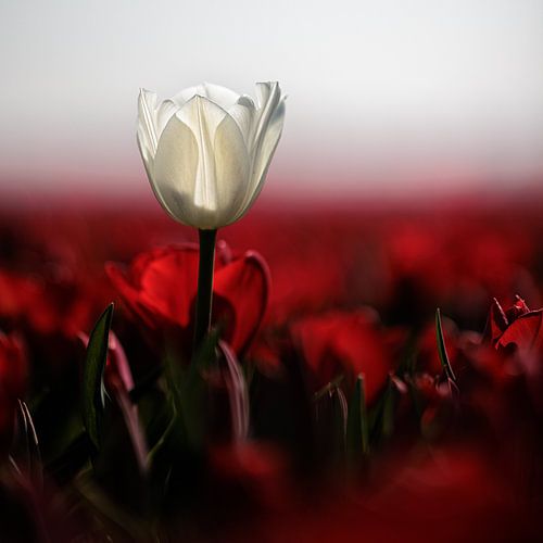 Tulip fields Goeree-Overflakkee