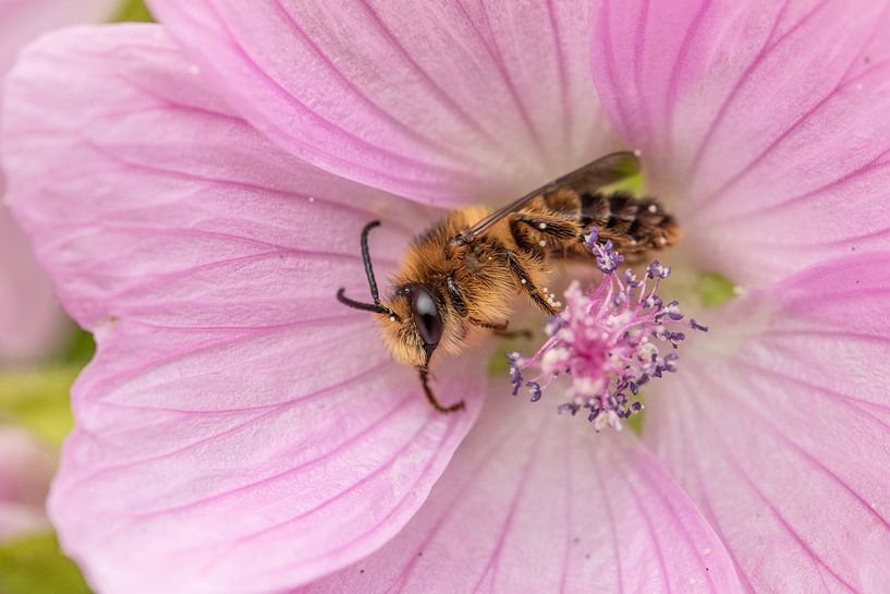 Belladonna visits the musk-cheesewort by Tanja van Beuningen