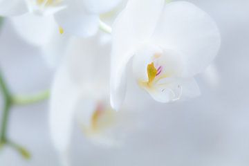 Orchid by Piet Spierings