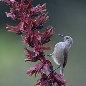 La danse du meunier malachite (diptyque) sur Lex van Doorn