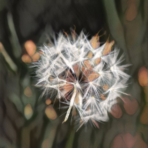 Every fluff carries a hidden wish, ready to be carried away by the wind