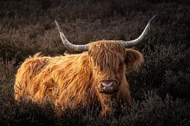Scottish Highland cattle by Nico  Calandra