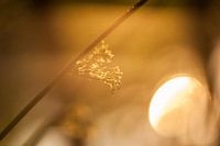 Gras in het laatste zonlicht