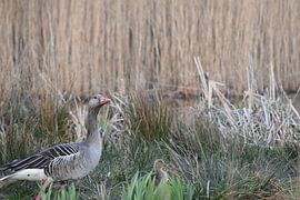 Goose with young by E. Hoekstra