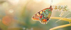Colourful butterfly by Poster Art Shop