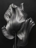 Black Tulip, Tulip Modern