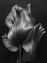 Black Tulip, Tulp Modern van Caroline Guerain thumbnail