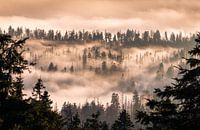 Mystical atmosphere in the Harz Mountains
