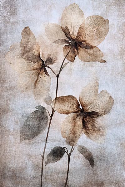 Getrocknete Blumen von Blumen Studio