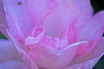 Rosa Blütenblätter van Wiebke Blume