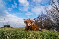 Schotse Hooglander