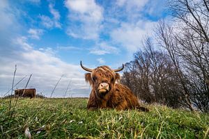 Schottischer Highlander
