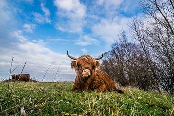 Highlander écossais