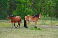 Trakehner Feldmeyer en Rijnlands Duitse Koudbloed Enzo van Babetts Bildergalerie thumbnail