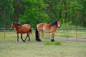 Trakehner Feldmeyer und Rheinisch Deutsches Kaltblut Enzo