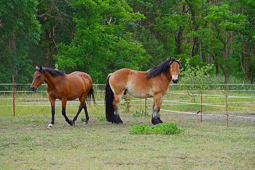 Trakehner Feldmeyer en Rijnlands Duitse Koudbloed Enzo