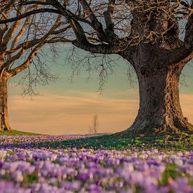 Lente van Chris Biesheuvel I  Dream Scapes