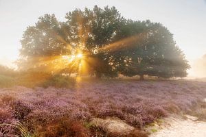 Sonnenstrahlen über dem lila Heidekraut
