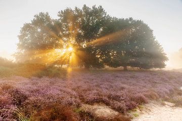 Zonnestralen boven de paarse heide